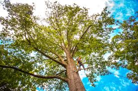 Best Tree Maintenance Programs  in Rimersburg, PA