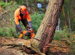 Best Seasonal Cleanup (Spring/Fall)  in Rimersburg, PA