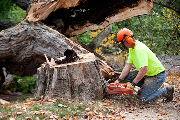 Best Tree Trimming and Pruning  in Rimersburg, PA