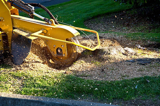 Best Tree Mulching  in Rimersburg, PA