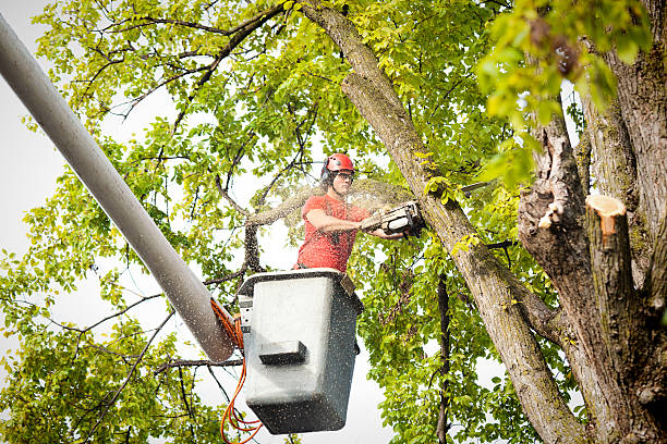 Best Emergency Tree Removal  in Rimersburg, PA